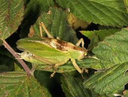 Attēlu rezultāti vaicājumam “Tettigonia cantans”