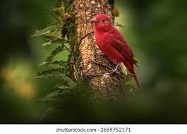 Image result for Piranga rubra