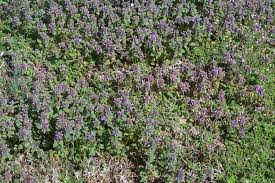 Attēlu rezultāti vaicājumam “Lamium purpureum flower”