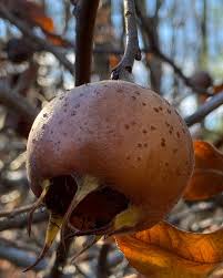 Attēlu rezultāti vaicājumam “Hordelymus europaeus fruit”