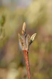 Attēlu rezultāti vaicājumam “Crataegus laevigata bud”