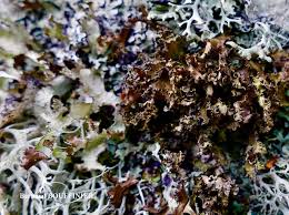 Attēlu rezultāti vaicājumam “Tuckermannopsis chlorophylla”