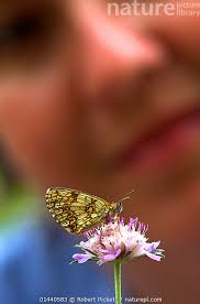 Attēlu rezultāti vaicājumam “Mellicta athalia”