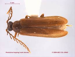 Attēlu rezultāti vaicājumam “Hylecoetus dermestoides male”