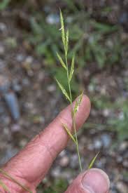 Attēlu rezultāti vaicājumam “Brachypodium pinnatum”