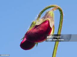 Attēlu rezultāti vaicājumam “Lathyrus sylvestris bud”