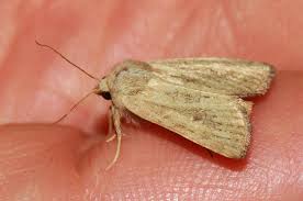 Attēlu rezultāti vaicājumam “Chortodes fluxa”