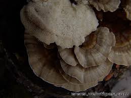 Attēlu rezultāti vaicājumam “Trametes ochracea”