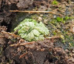 Attēlu rezultāti vaicājumam “Riccia cavernosa”