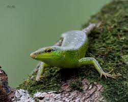 Risultati immagini per dasia smaragdina