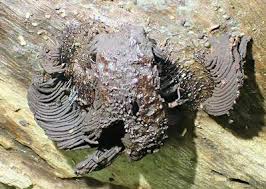 Attēlu rezultāti vaicājumam “Symphytocarpus flaccidus”