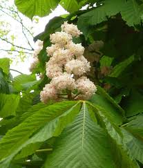 Attēlu rezultāti vaicājumam “Aesculus hippocastanum”