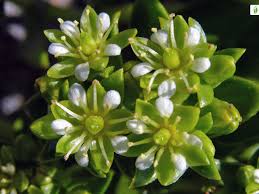 Attēlu rezultāti vaicājumam “Honckenya peploides flower”