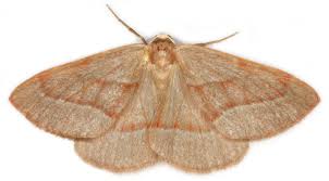 Attēlu rezultāti vaicājumam “Hylaea fasciaria”