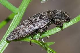 Attēlu rezultāti vaicājumam “Agrypnus murinus”