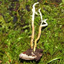 Attēlu rezultāti vaicājumam “Cordyceps farinosa”