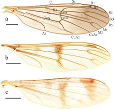 Attēlu rezultāti vaicājumam “Ptychoptera sp.”