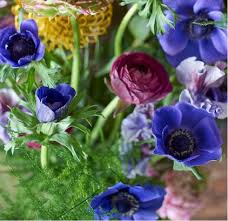 Image result for Anemonenarten