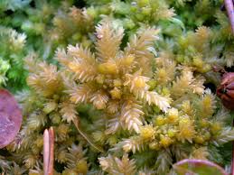 Attēlu rezultāti vaicājumam “Sphagnum palustre”