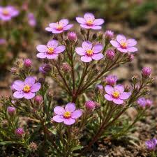 Attēlu rezultāti vaicājumam “Spergularia rubra leaf”