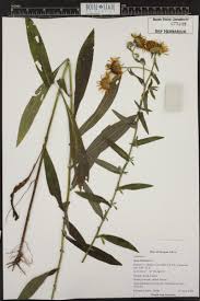 Attēlu rezultāti vaicājumam “Inula britannica”