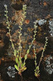 Attēlu rezultāti vaicājumam “Myosotis stricta”