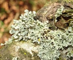 Attēlu rezultāti vaicājumam “Physcia tenella”