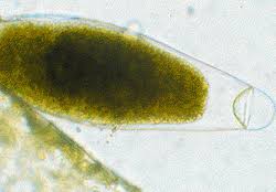 Attēlu rezultāti vaicājumam “Dichodontium pellucidum sporophyte”