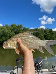 Image result for Carpiodes velifer