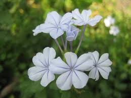 Attēlu rezultāti vaicājumam “Plumbaginaceae”