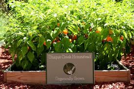 Afbeeldingsresultaat voor aji habanero hot pepper