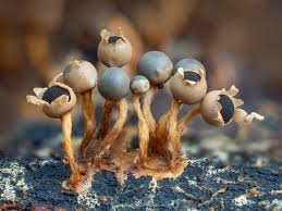 Attēlu rezultāti vaicājumam “Diderma testaceum macro”