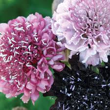 Attēlu rezultāti vaicājumam “Centaurea scabiosa fruit”