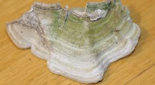 Attēlu rezultāti vaicājumam “Cerrena unicolor”