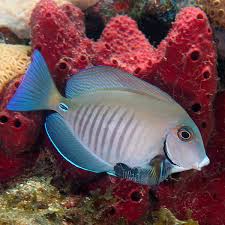 Image result for Acanthurus chirurgus