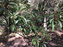 Attēlu rezultāti vaicājumam “Cirsium x rigens”