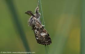 Attēlu rezultāti vaicājumam “Gynaephora selenitica”