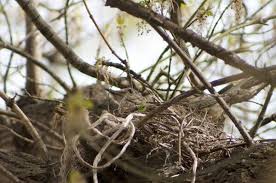 Attēlu rezultāti vaicājumam “Turdus viscivorus nest”
