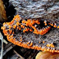 Attēlu rezultāti vaicājumam “Trichia decipiens”