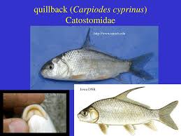 Image result for Carpiodes cyprinus