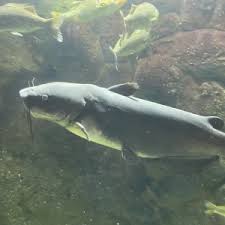 Image result for Ictalurus furcatus