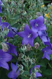 Image result for Campanula medium