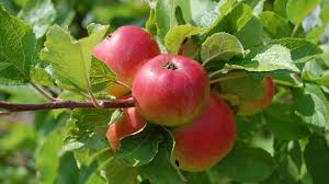 Attēlu rezultāti vaicājumam “Malus domestica”