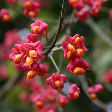 Attēlu rezultāti vaicājumam “Euonymus europaeus bud”