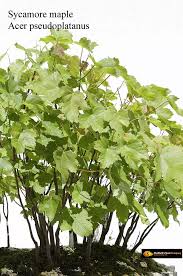 Attēlu rezultāti vaicājumam “Acer pseudoplatanus”