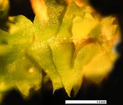 Attēlu rezultāti vaicājumam “Geocalyx graveolens”