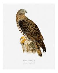 Image result for Pernis apivorus