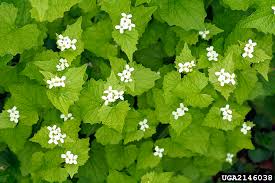 Image result for Alliaria petiolata