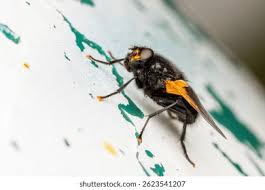 Attēlu rezultāti vaicājumam “Mesembrina meridiana”