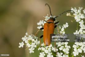 Attēlu rezultāti vaicājumam “Leptura rubra female”